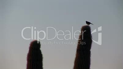 Bird Taking Flight off a Saguaro Cactus