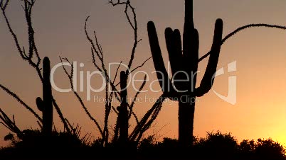 Ocotillo and Saguaro Cactus at Sunrise