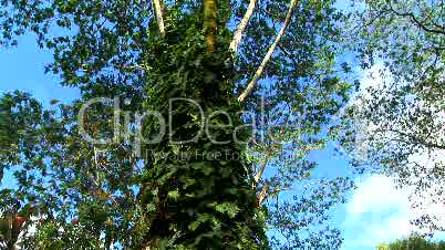 Hilo tree