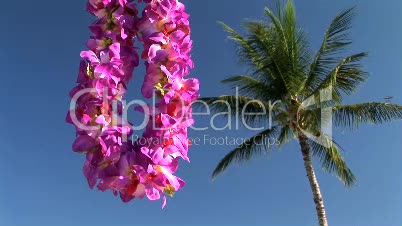Lei by a palm tree