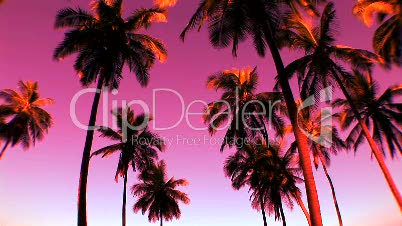 Colorful Palm Trees