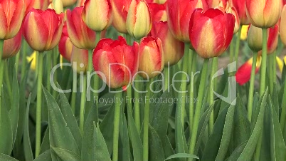 Tulips Coming into Focus