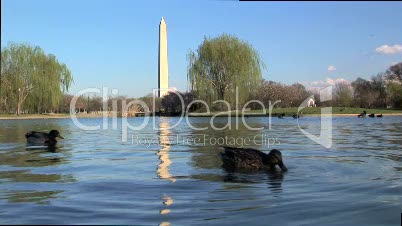Ducks swimming in front of Washington monument