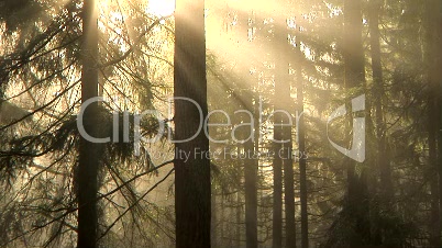 Morning forest, time lapse