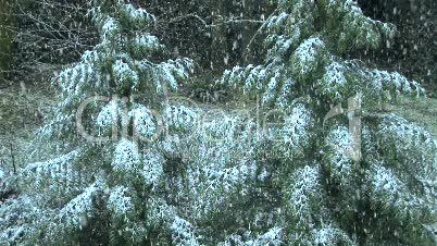 Snow Falling on evergreens