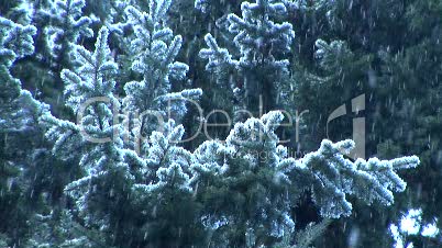 Snow Falling on evergreens, slow motion
