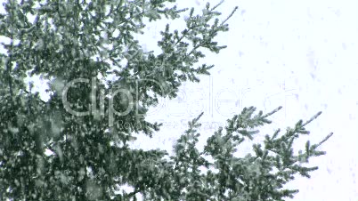 Snow Falling on evergreens