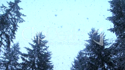 Snow Falling on evergreens