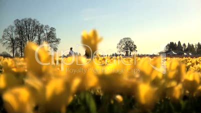 Tulip Field, Silhouette of people