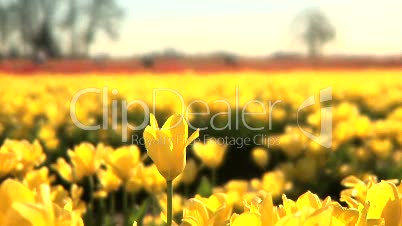 Tulip Field, one flower raised up