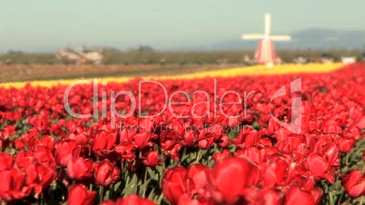 Windmill in Tulip Field