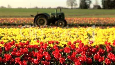 Tractor in a tulip field