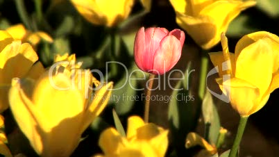 Pink Tulip in Tulip Field