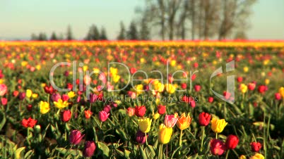 Multi-colored Tulip Field
