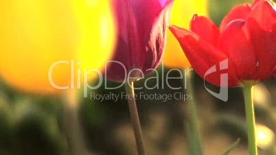 Profile of tulips