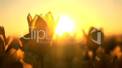 Tulpe mit Abendsonne