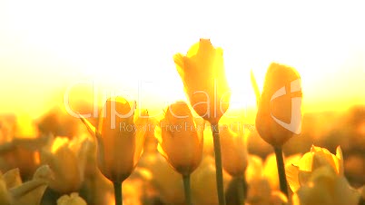 Tulpenfeld mit Sonne