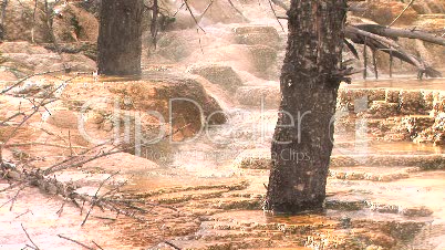 Dead trees in hot springs
