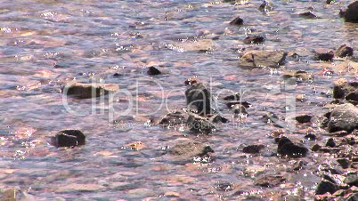 Close up of Lake Mead Shore