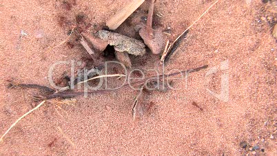 Canyonlands National Park, ant hole