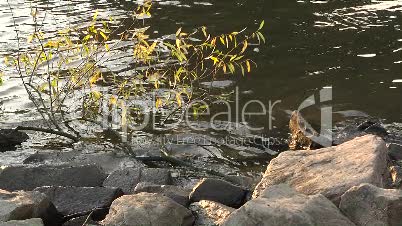 Rheinufer mit Steinen und schwimmenden Ast