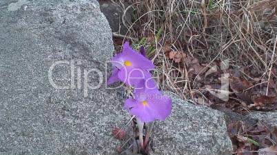 Malawi: violet flower blooming in a rock crack