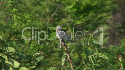Malawi: rocky dove on a tree