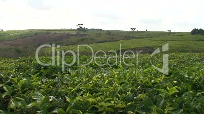 Malawi: tea plantation on a hill slope