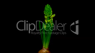 Time-lapse of growing white hyacinth Christmas flower 1