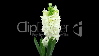 Time-lapse of growing white hyacinth Christmas flower ALPHA matte 1
