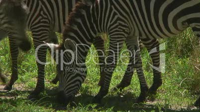 Zebras in Tansania