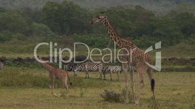 Arusha Nationalpark