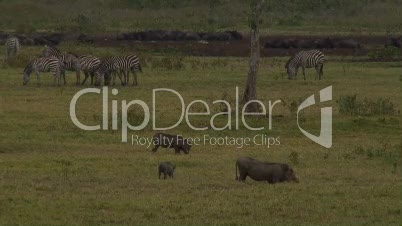 Arusha Nationalpark