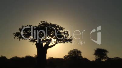 Affenbrotbaum bei Sonnenuntergang
