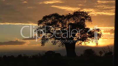 Affenbrotbaum bei Sonnenaufgang