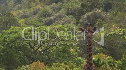 Giraffe