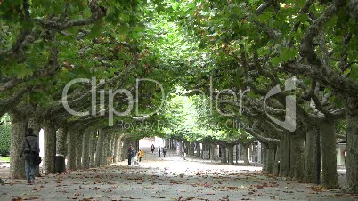 Platanen-Allee in Burgos 4