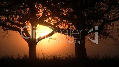 Sonnenaufgang im Apfelbaumbiotop