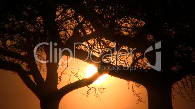 Apfelbaumsilhouette bei Sonnenaufgang