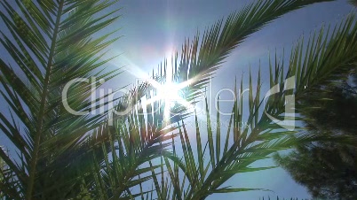 Palmenblätter im Sonnenschein