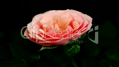 HD1080p Pink rose flowering Version 2 (Time Lapse)