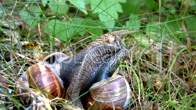 Time Lapse: Two snails make contact