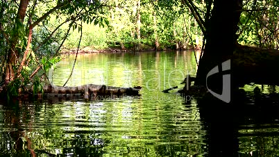 Female mallard duck with a brood of ducklings 2