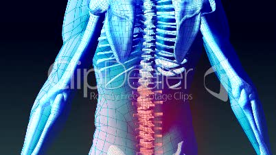 Animation of Human Back