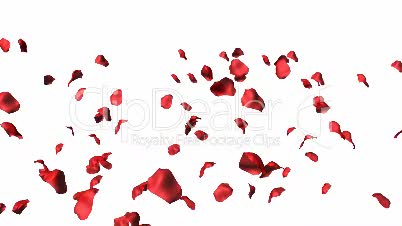 3D Animation of Rose Petals