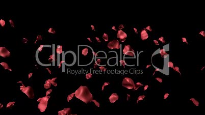 3D Animation of Rose Petals