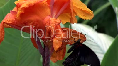 Butterfly on a flower -