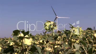 Wind-Turbine