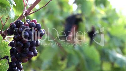 Ripe French Grapes