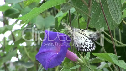 Butterfly Landing on Flower